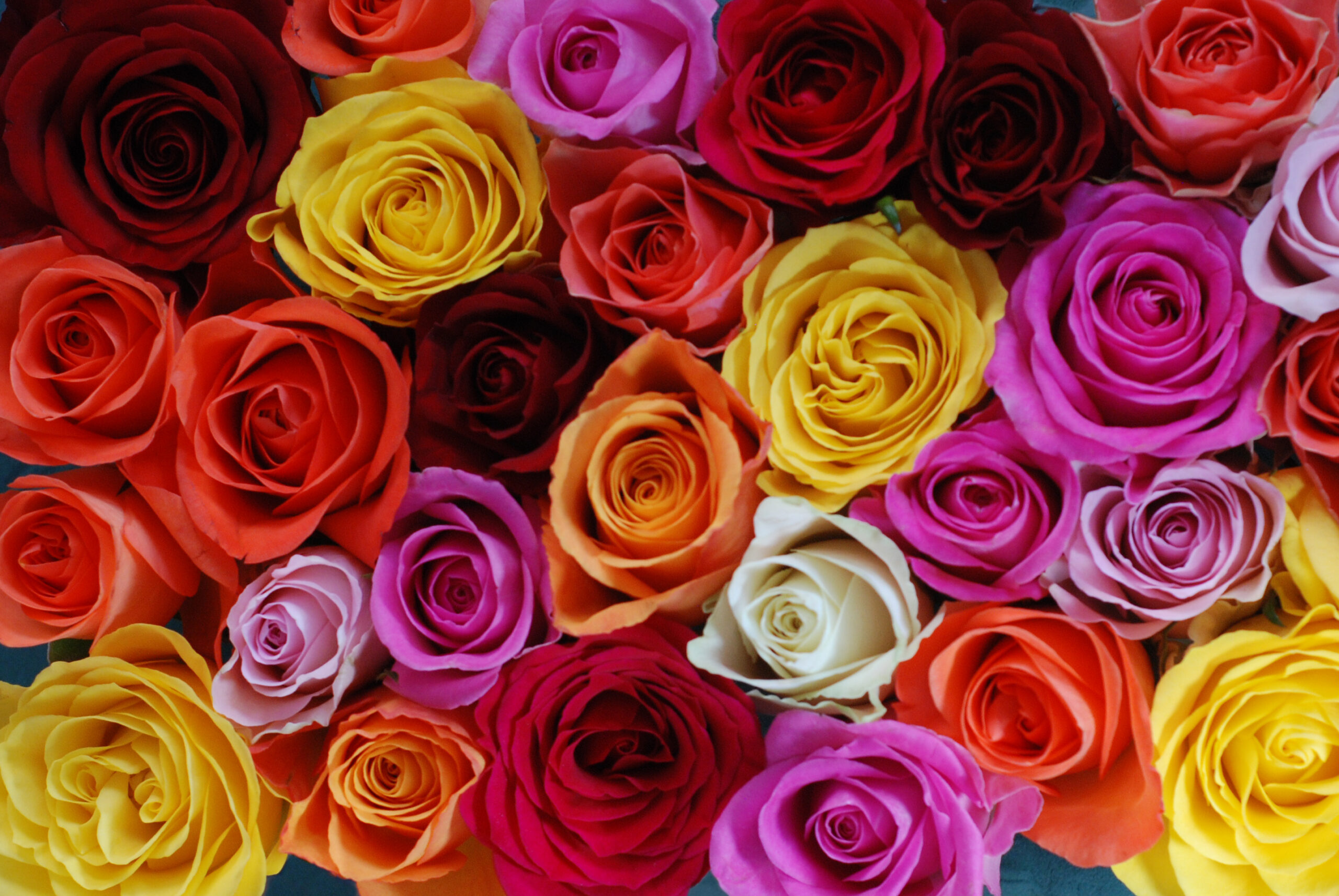 Køb Valentine’s-roserne i dit lokale supermarked
