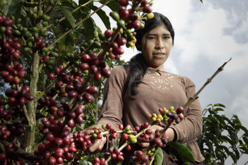 Kaffeproducenter i Kenya omstiller til grøn energi