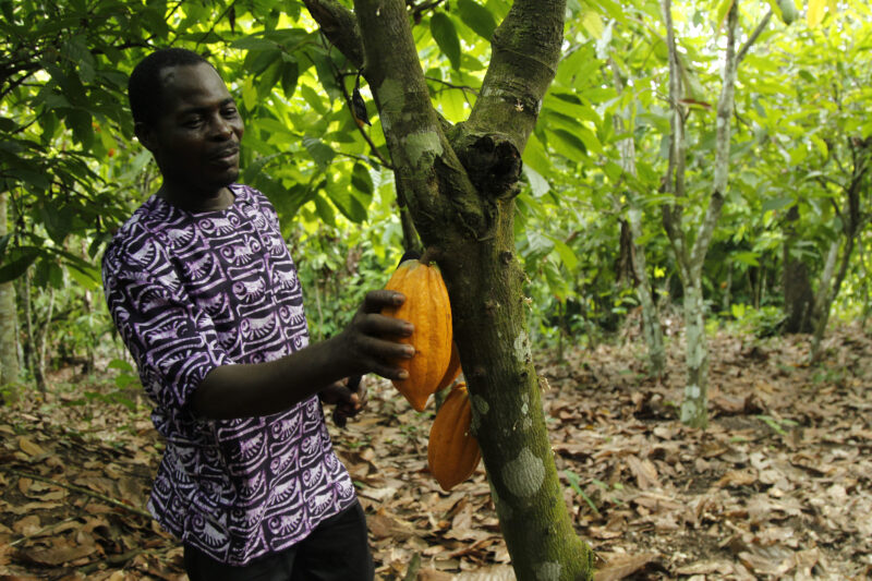 Fairtrade-opråb til EU efter fald i kakaopriser