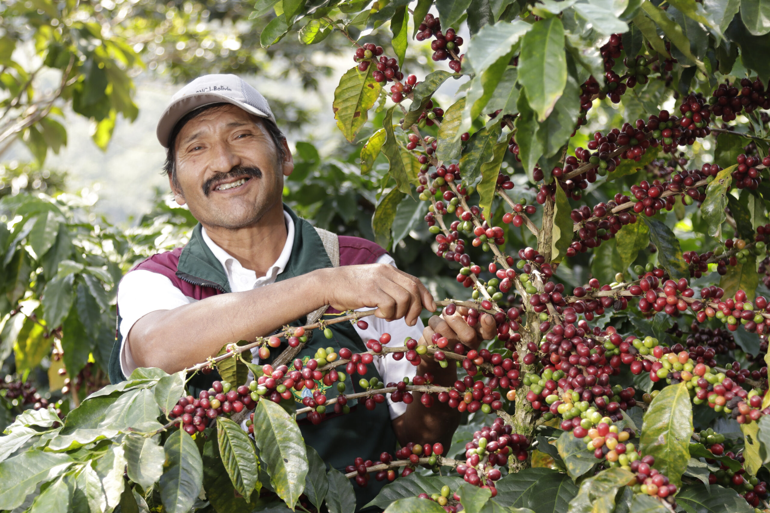 Fairtrades nye kaffestandard forebygger skovrydning
