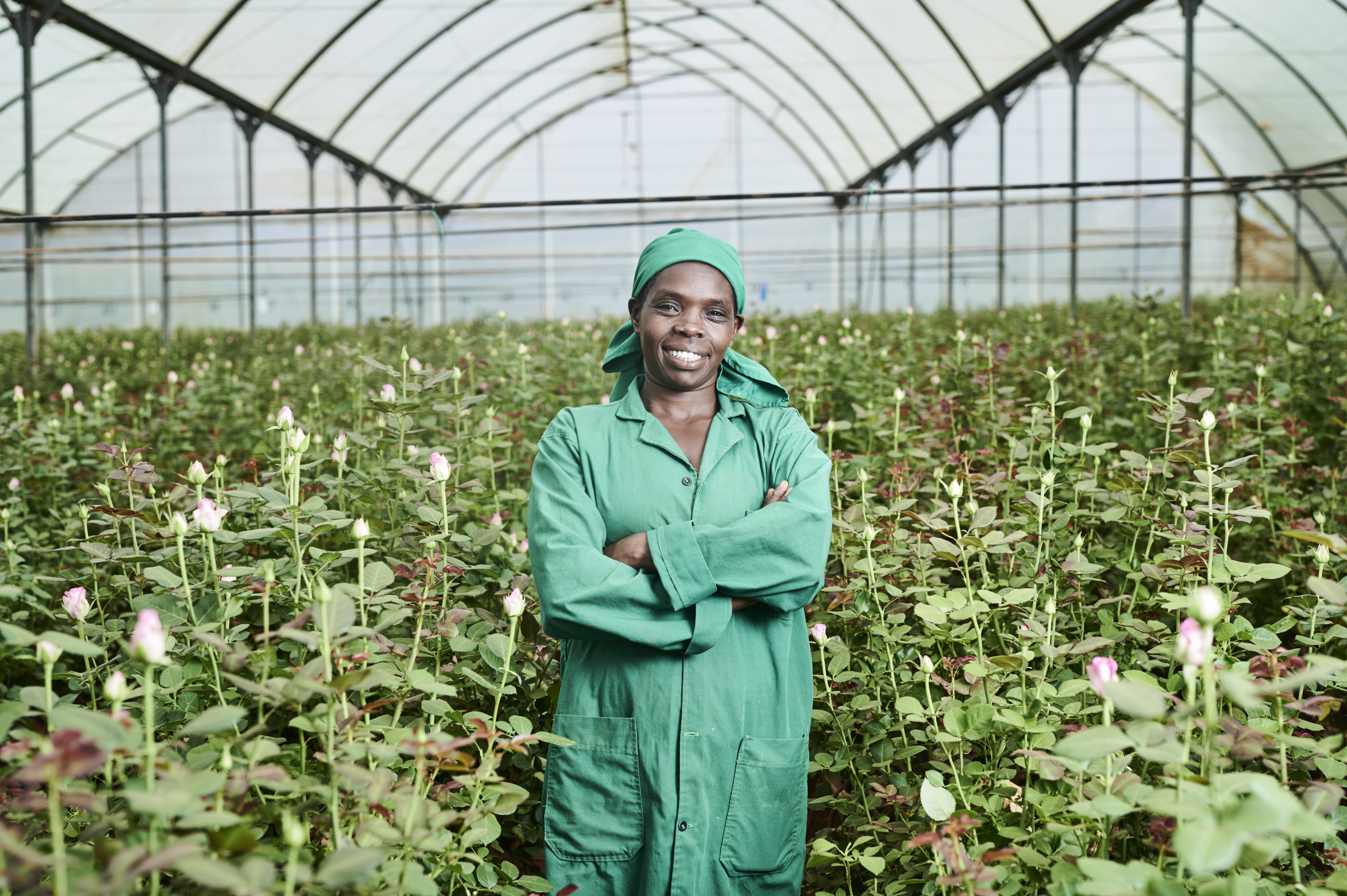 Ny rapport: Fairtrade-roser fra Kenya sætter  mindre klimaaftryk