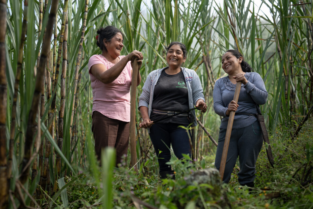 Sukker, Fairtrade-mærket sukker