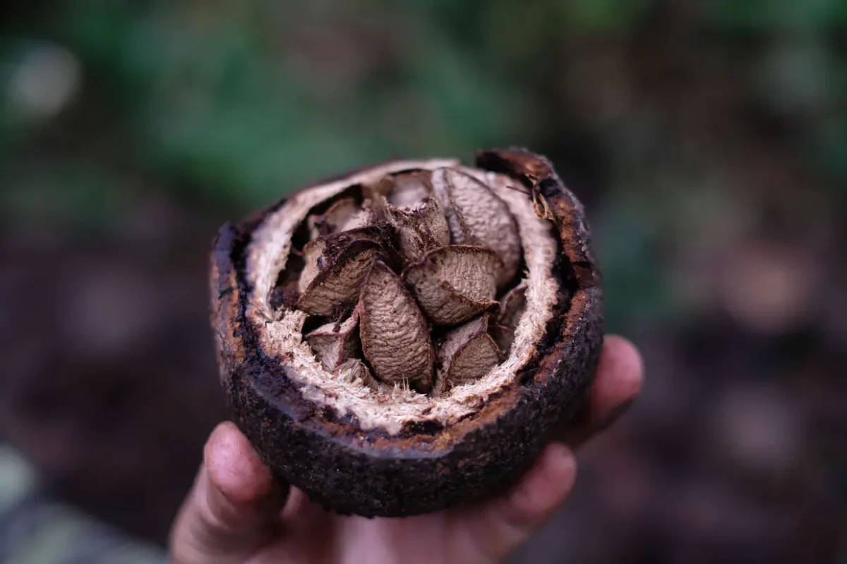 Nødder og oliefrø, Fairtrade-mærket nødder og oliefrø