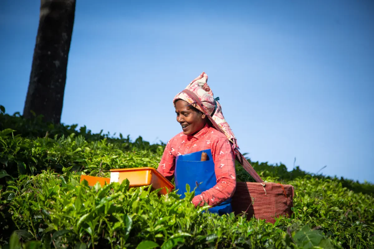 Te, Fairtrade-mærket te
