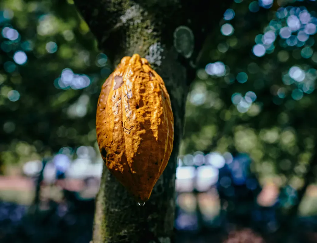 Kakao, Fairtrade-mærket kakao