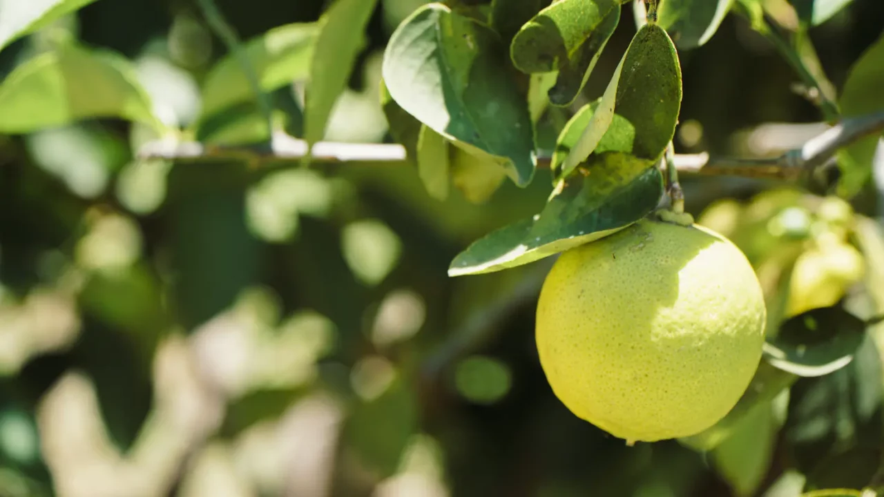 Frugt, Fairtrade-mærket frugt